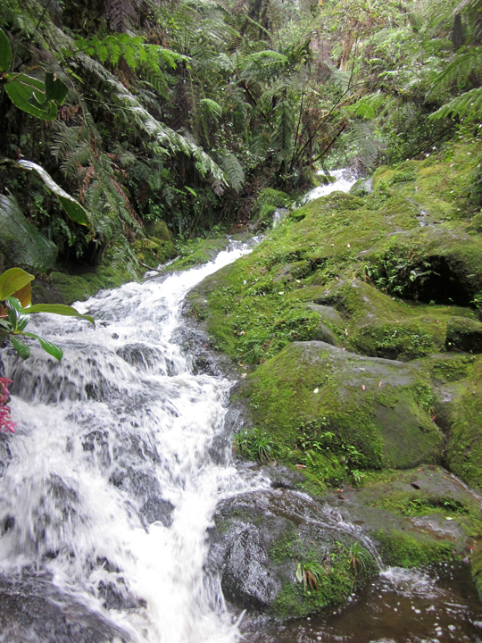 A small stream on the way up to Mt. Talomo in Mindanao.