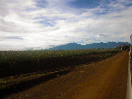 Along the road surrounded by pineapple farms in Bukidnon.