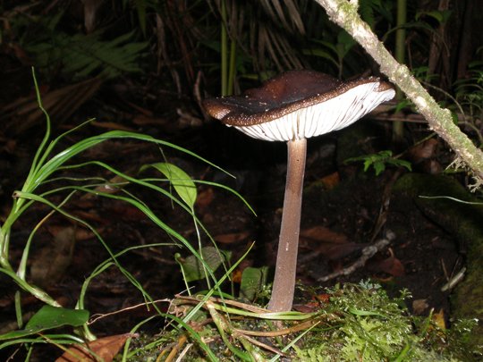 A mushroom along Guintubdan trail in Mt. Kanlaon